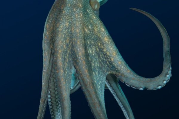 Kraken whitenet market